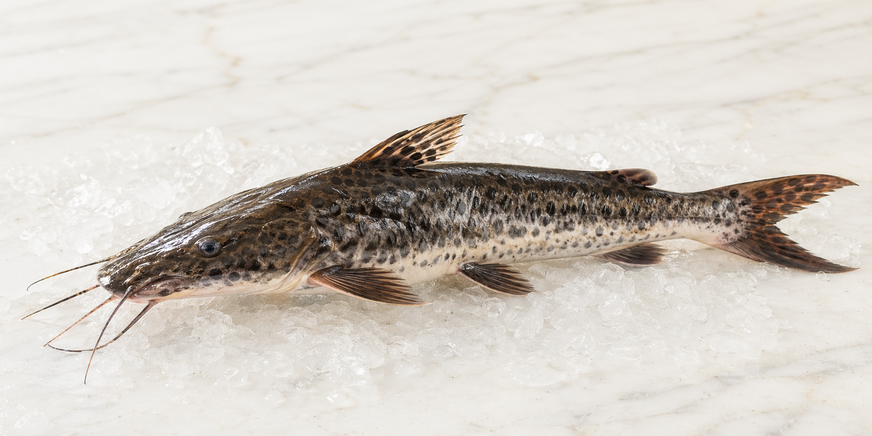 Foto de Surubim, pescado amazônico