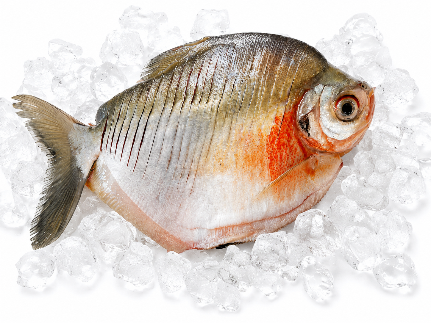 Foto de Pacu